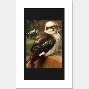 Kookaburra Posters and Art